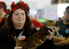 Bucharest Feline Beauty Contest - Romania