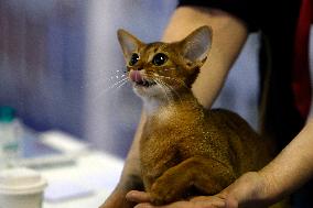 Bucharest Feline Beauty Contest - Romania