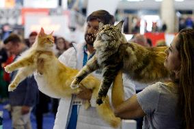 Bucharest Feline Beauty Contest - Romania