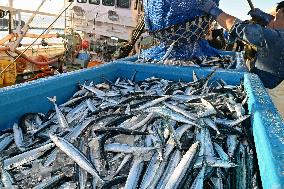 Saury landing at northeastern Japan port