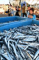 Saury landing at northeastern Japan port