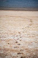 Drying Wetland Fuels Dust Storm Crisis - Iran