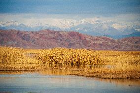 Drying Wetland Fuels Dust Storm Crisis - Iran
