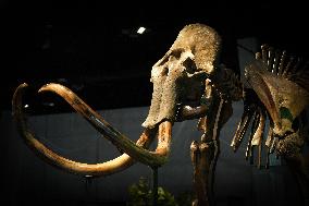 Fossilized Woolly Mammoth Skeleton Presented at Museum - Barcelona