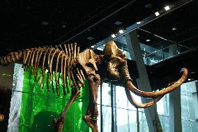 Fossilized Woolly Mammoth Skeleton Presented at Museum - Barcelona
