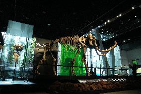 Fossilized Woolly Mammoth Skeleton Presented at Museum - Barcelona