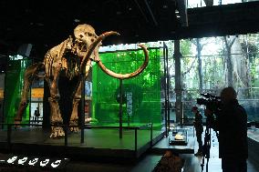 Fossilized Woolly Mammoth Skeleton Presented at Museum - Barcelona