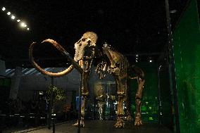 Fossilized Woolly Mammoth Skeleton Presented at Museum - Barcelona