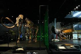Fossilized Woolly Mammoth Skeleton Presented at Museum - Barcelona