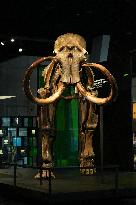 Fossilized Woolly Mammoth Skeleton Presented at Museum - Barcelona