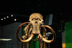 Fossilized Woolly Mammoth Skeleton Presented at Museum - Barcelona