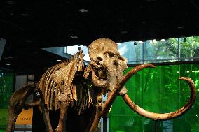 Fossilized Woolly Mammoth Skeleton Presented at Museum - Barcelona