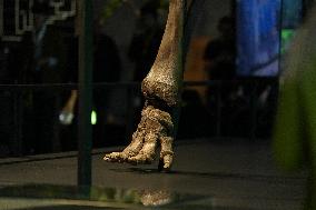 Fossilized Woolly Mammoth Skeleton Presented at Museum - Barcelona