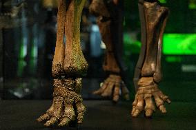 Fossilized Woolly Mammoth Skeleton Presented at Museum - Barcelona