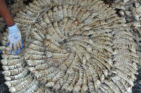 Traditional Salted Hilsa Processing In Chattogram - Bangladesh