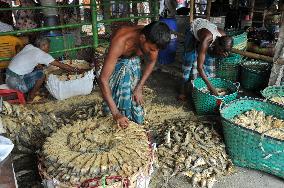 Traditional Salted Hilsa Processing In Chattogram - Bangladesh