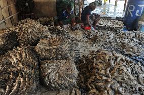 Traditional Salted Hilsa Processing In Chattogram - Bangladesh
