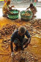 Traditional Salted Hilsa Processing In Chattogram - Bangladesh