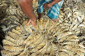 Traditional Salted Hilsa Processing In Chattogram - Bangladesh