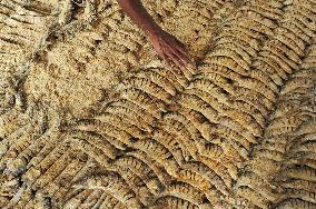 Traditional Salted Hilsa Processing In Chattogram - Bangladesh