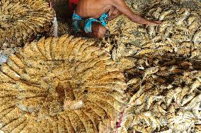 Traditional Salted Hilsa Processing In Chattogram - Bangladesh
