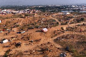 Camels Gather For Annual Fair In Pushkar - India