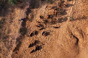 Camels Gather For Annual Fair In Pushkar - India