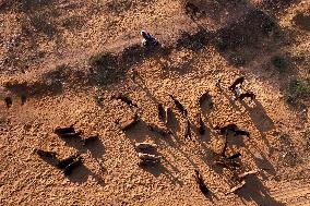 Camels Gather For Annual Fair In Pushkar - India