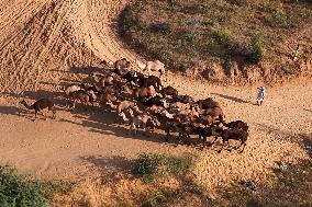 Camels Gather For Annual Fair In Pushkar - India