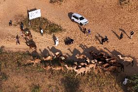Camels Gather For Annual Fair In Pushkar - India