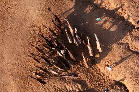 Camels Gather For Annual Fair In Pushkar - India