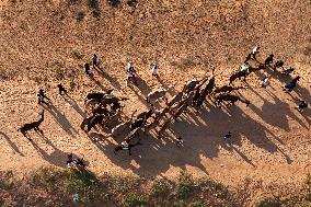 Camels Gather For Annual Fair In Pushkar - India