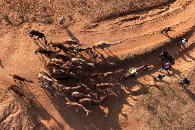 Camels Gather For Annual Fair In Pushkar - India