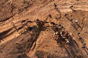 Camels Gather For Annual Fair In Pushkar - India