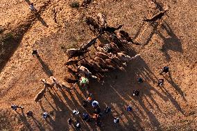 Camels Gather For Annual Fair In Pushkar - India