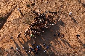 Camels Gather For Annual Fair In Pushkar - India