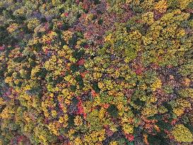 Autumn Scenery Captured In Nyingchi - China