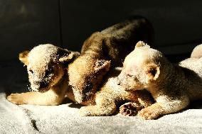 One-month-old Triplet Lions
