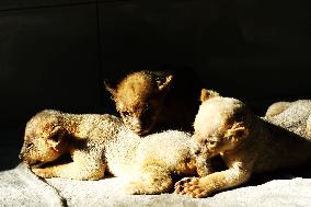 One-month-old Triplet Lions
