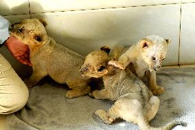 One-month-old Triplet Lions