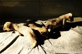 One-month-old Triplet Lions