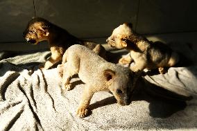 One-month-old Triplet Lions
