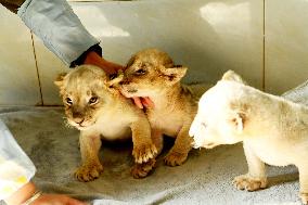 One-month-old Triplet Lions