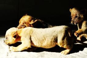 One-month-old Triplet Lions