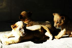One-month-old Triplet Lions