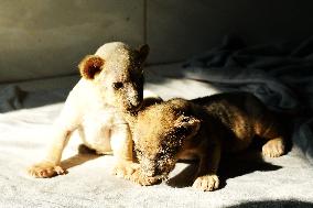 One-month-old Triplet Lions