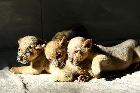 One-month-old Triplet Lions