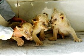 One-month-old Triplet Lions