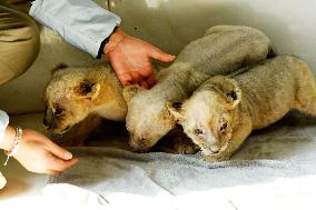 One-month-old Triplet Lions
