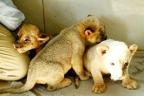 One-month-old Triplet Lions